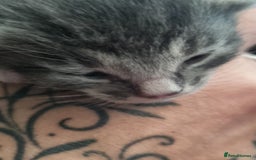 Maine Coon cats for sale: Main coon/ British short hair mix - Image 8