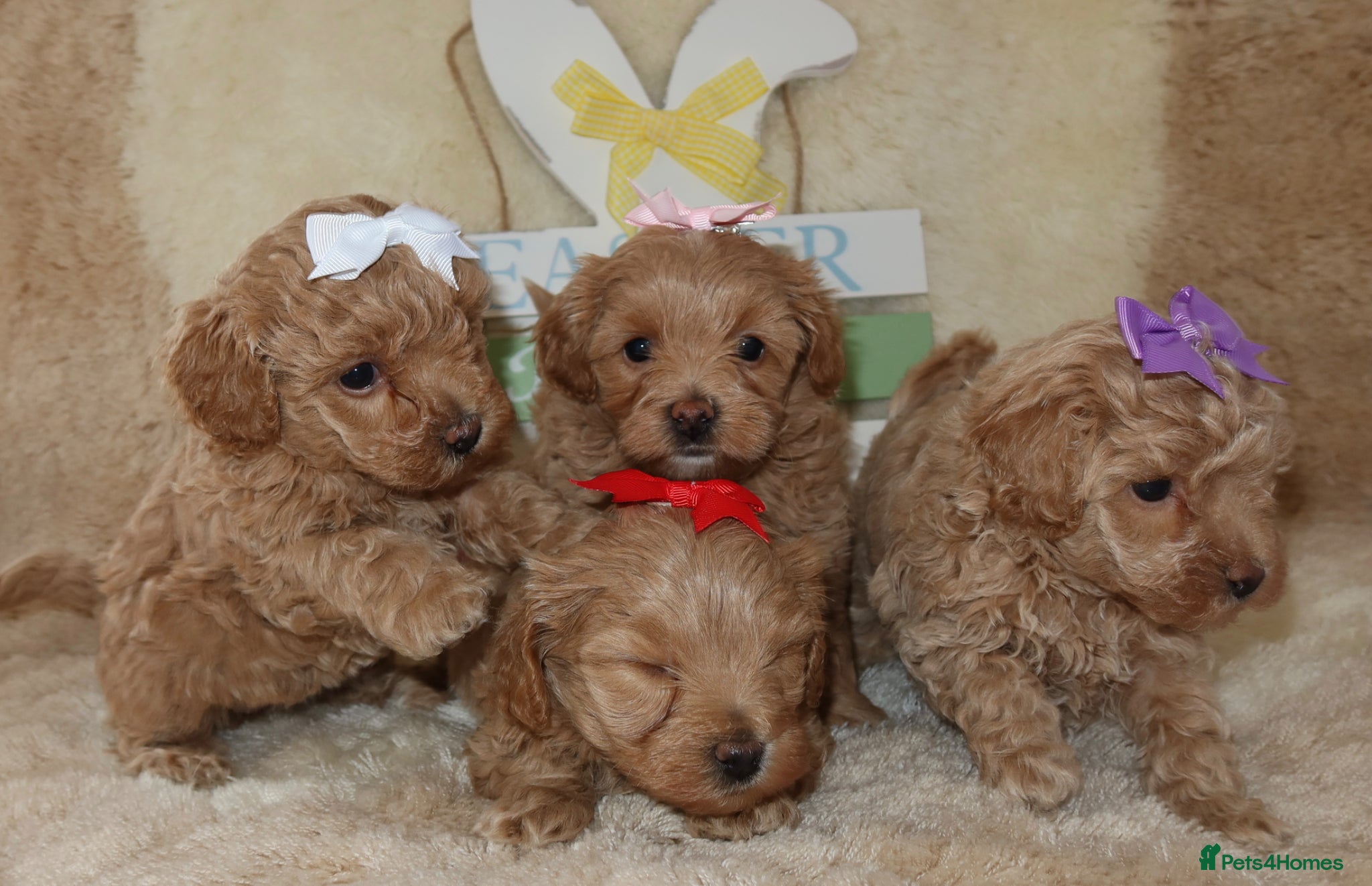 Maltipoo dogs Beautiful girl Maltipoo puppy’s 🐶  - Advert 1