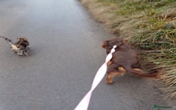 Mixed Breed dogs for sale: Loving springer x cocker 2 years old - Image 5
