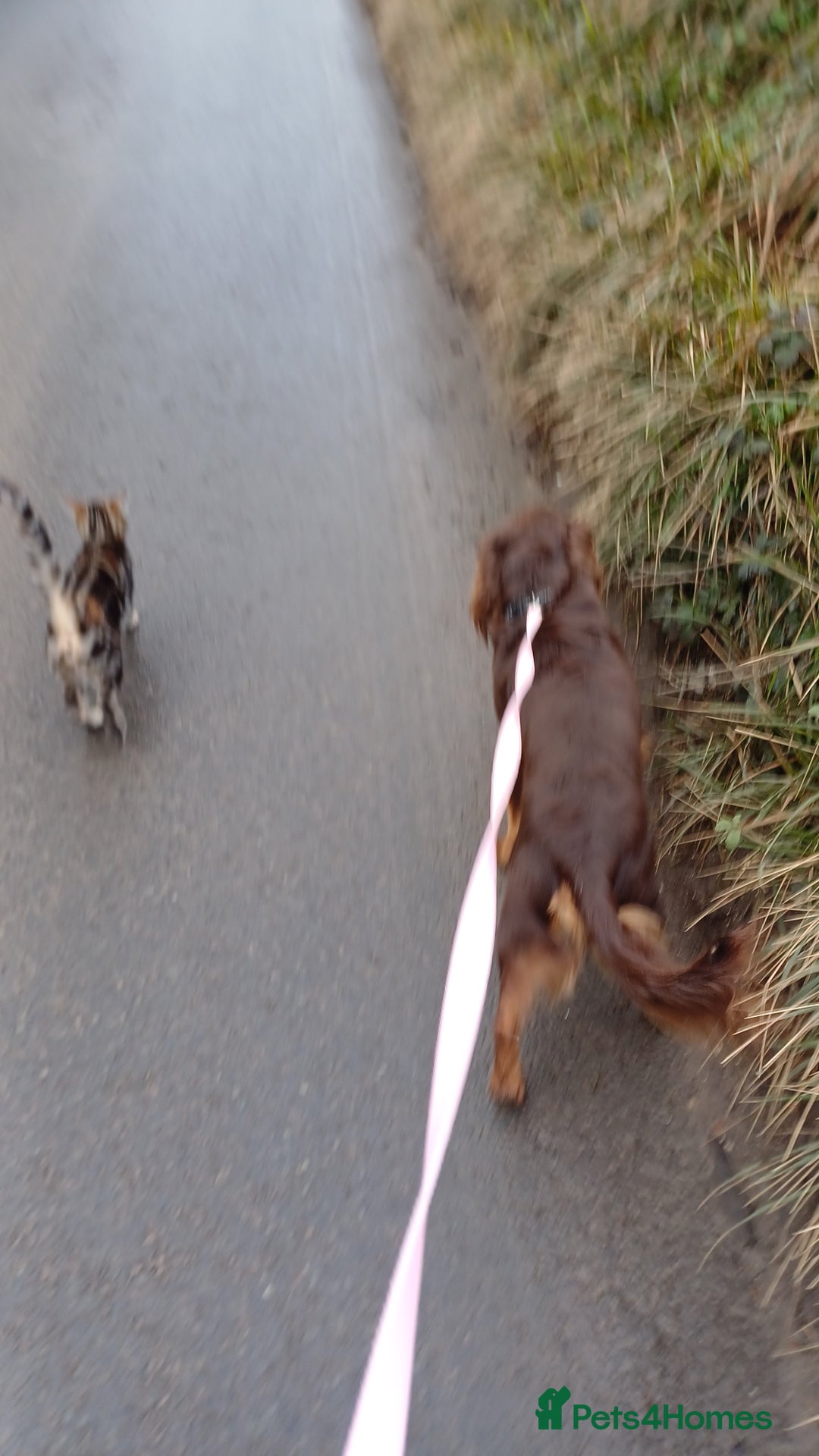 Mixed Breed dogs for sale: Loving springer x cocker 2 years old - Image 5