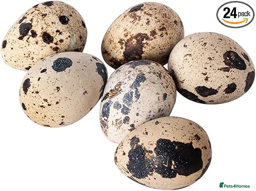 Mixed Breed birds for sale: Fertile Jumbo Quail Eggs - Advert 1