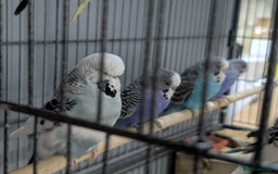 Budgerigars birds for sale: Budgies for Sale Many colours Cages Available  - Image 18