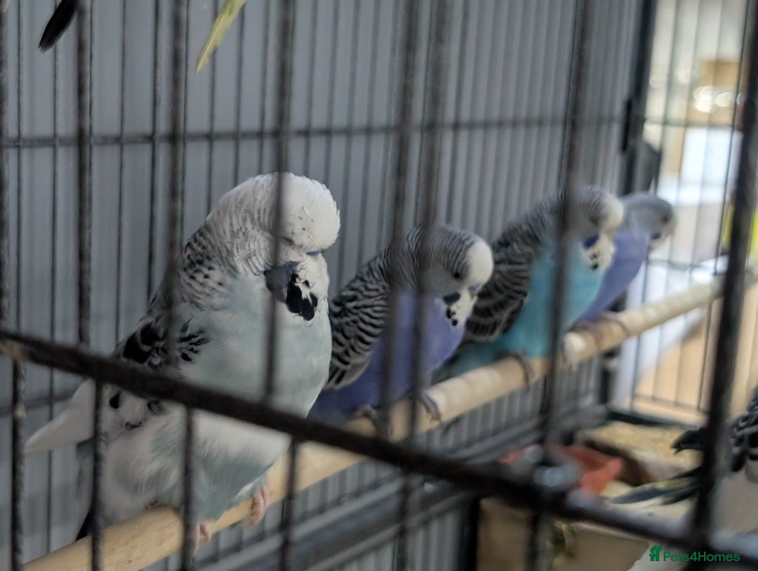 Budgerigars birds for sale: Budgies for Sale Many colours Cages Available  - Image 18