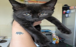 British Longhair cats for sale: 2 mixed British long hair boys - Image 1