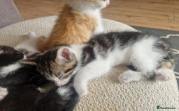 British Shorthair cats for sale: Six Gorgeous Kittens Available From Next Week - Image 35