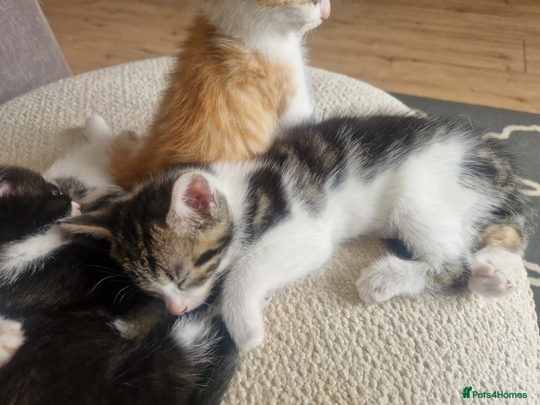 British Shorthair cats for sale: Six Gorgeous Kittens Available From Next Week - Image 35