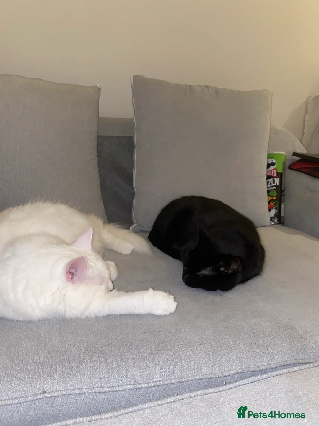 Turkish Angora cats for sale: 2 adult kitties male and female  - Advert 5