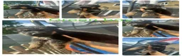 German Shepherd dogs for sale: German shepherd puppies for sale  - Advert 7