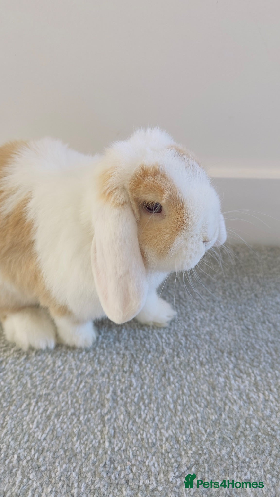 Mini Lop rabbits Looking for a Loving New Home for My Rabbit 🐰❤️ - Advert 12