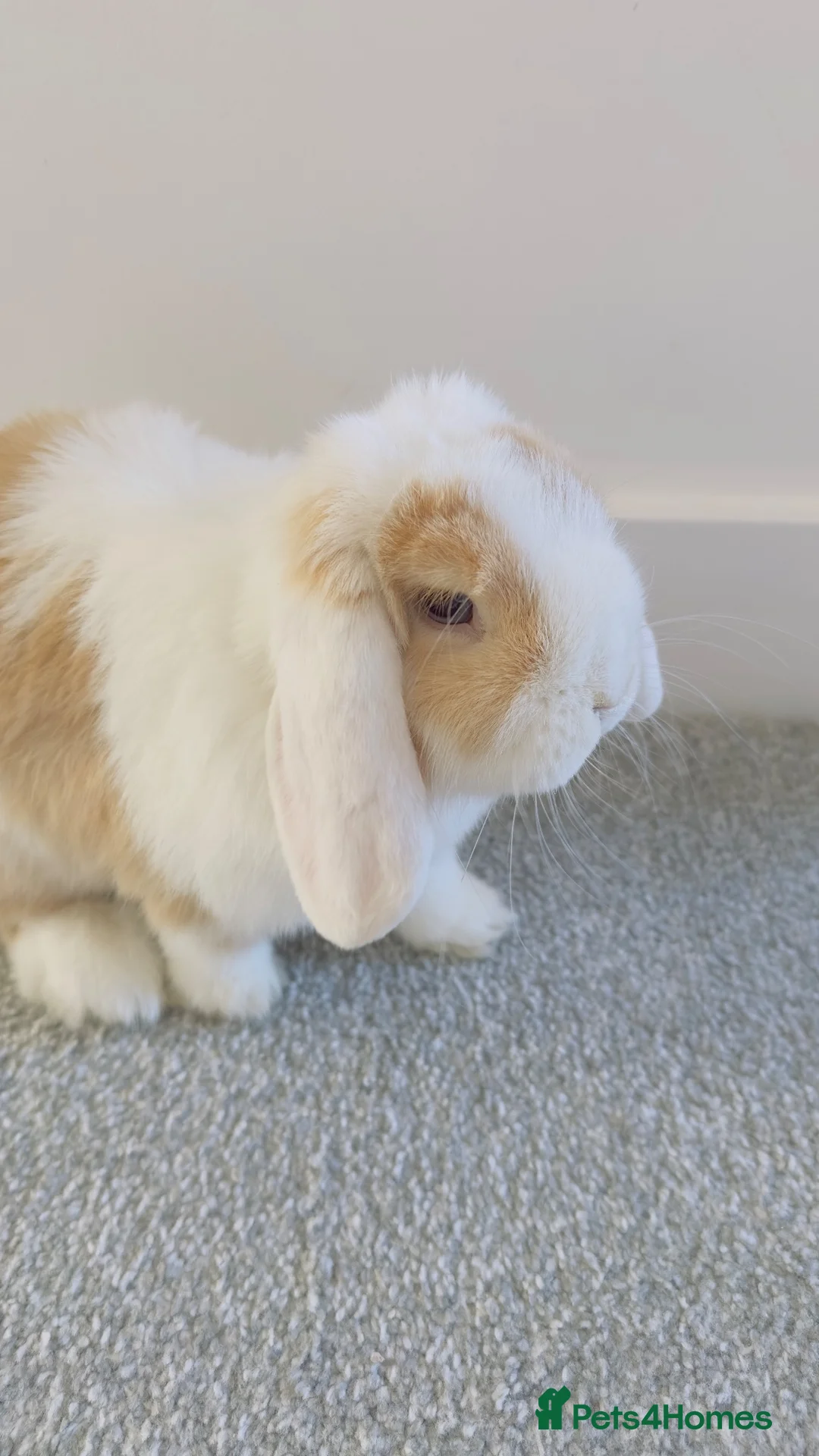 Mini Lop rabbits for sale: Looking for a Loving New Home for My Rabbit 🐰❤️ in Buntingford - Advert 1