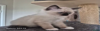 Ragdoll 2 Female