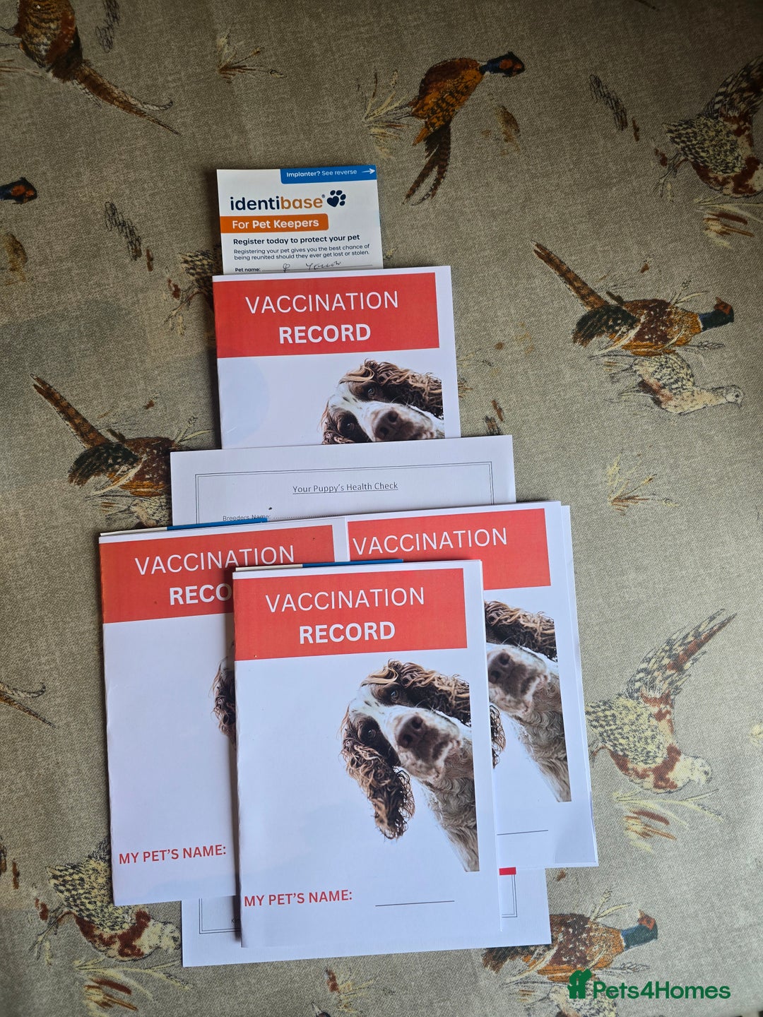 Labradoodle dogs for sale: F1 MINI LABRADOODLES ready to leave 3rd dec  - Advert 10