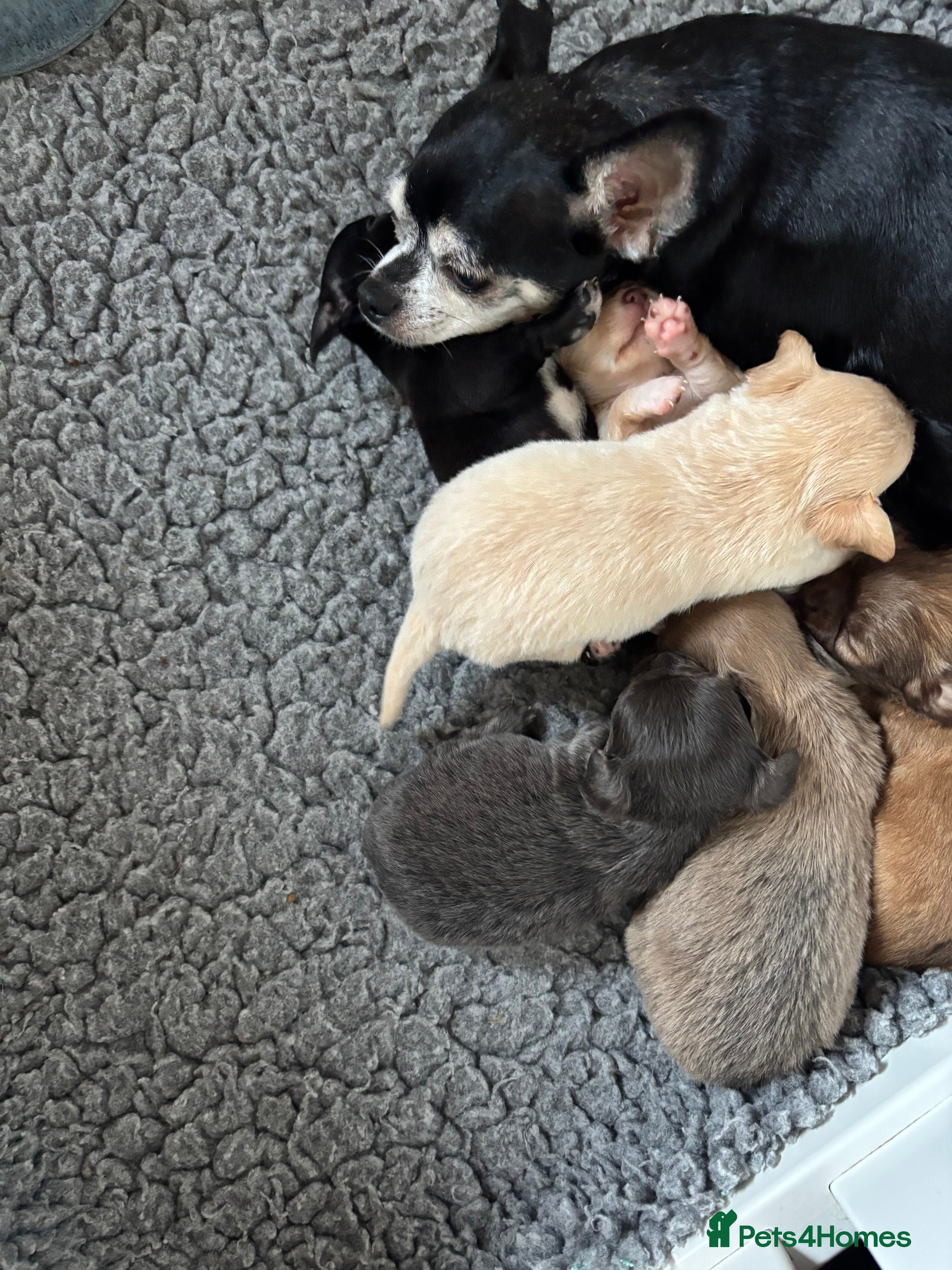 Chihuahua dogs KC Registered Chihuahua puppies available  - Advert 6