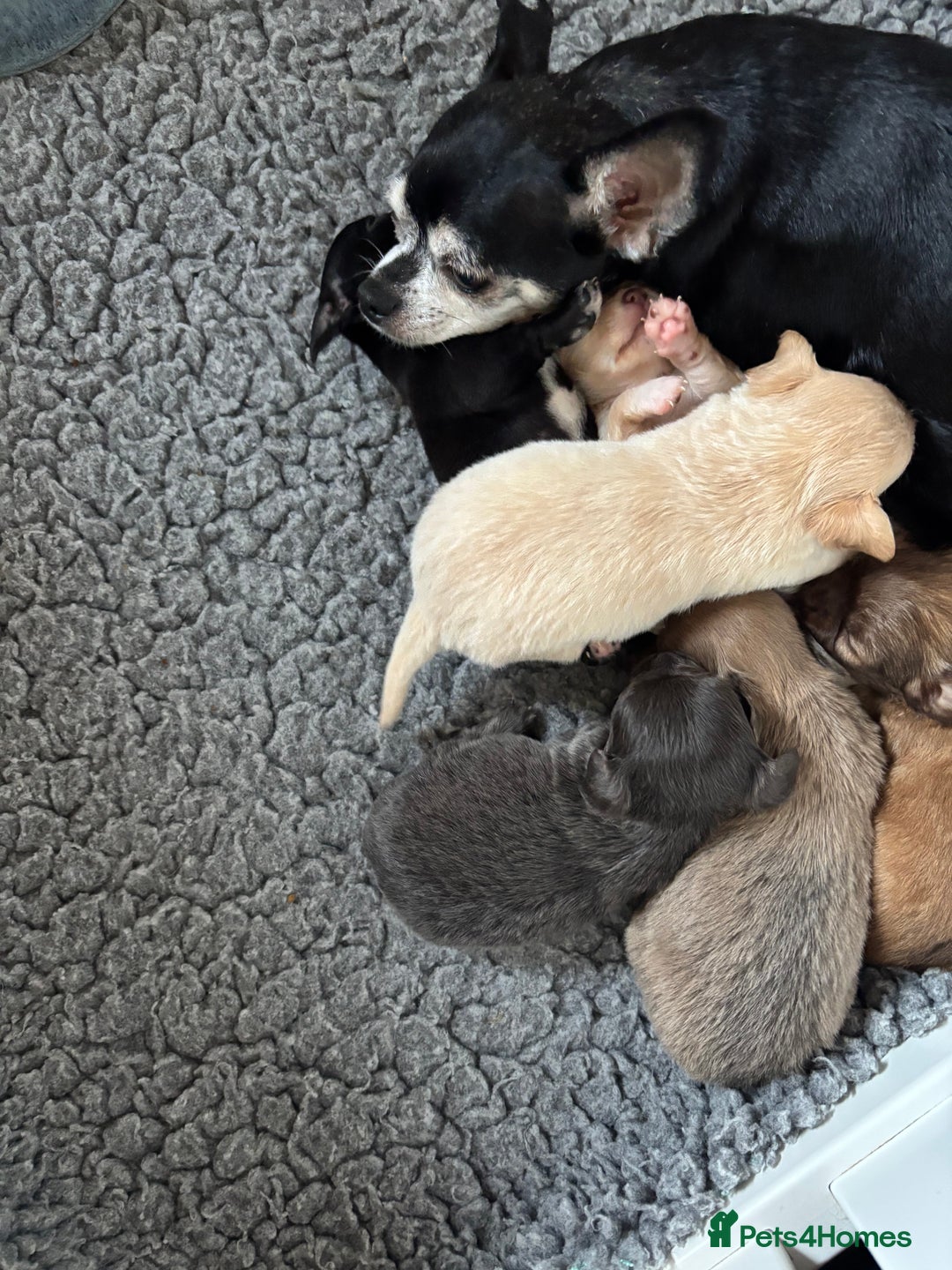 Chihuahua dogs for sale: KC Registered Chihuahua puppies available  - Advert 2