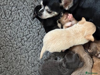 Chihuahua dogs KC Registered Chihuahua puppies available - Advert 6
