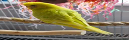 Budgerigars birds for sale: Baby Budgies - Ready for their forever home - Advert 1