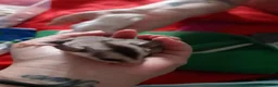 Sugar Glider rodents for sale: Sugar gliders in Salford - Advert 10