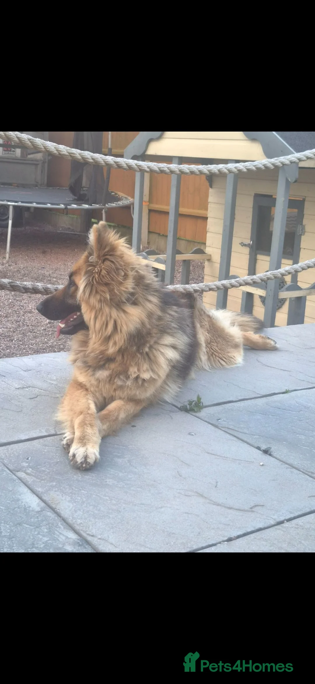 German Shepherd dogs for sale: 💖Beautiful Pedigree German Shepard 💖 in Willenhall - Advert 2