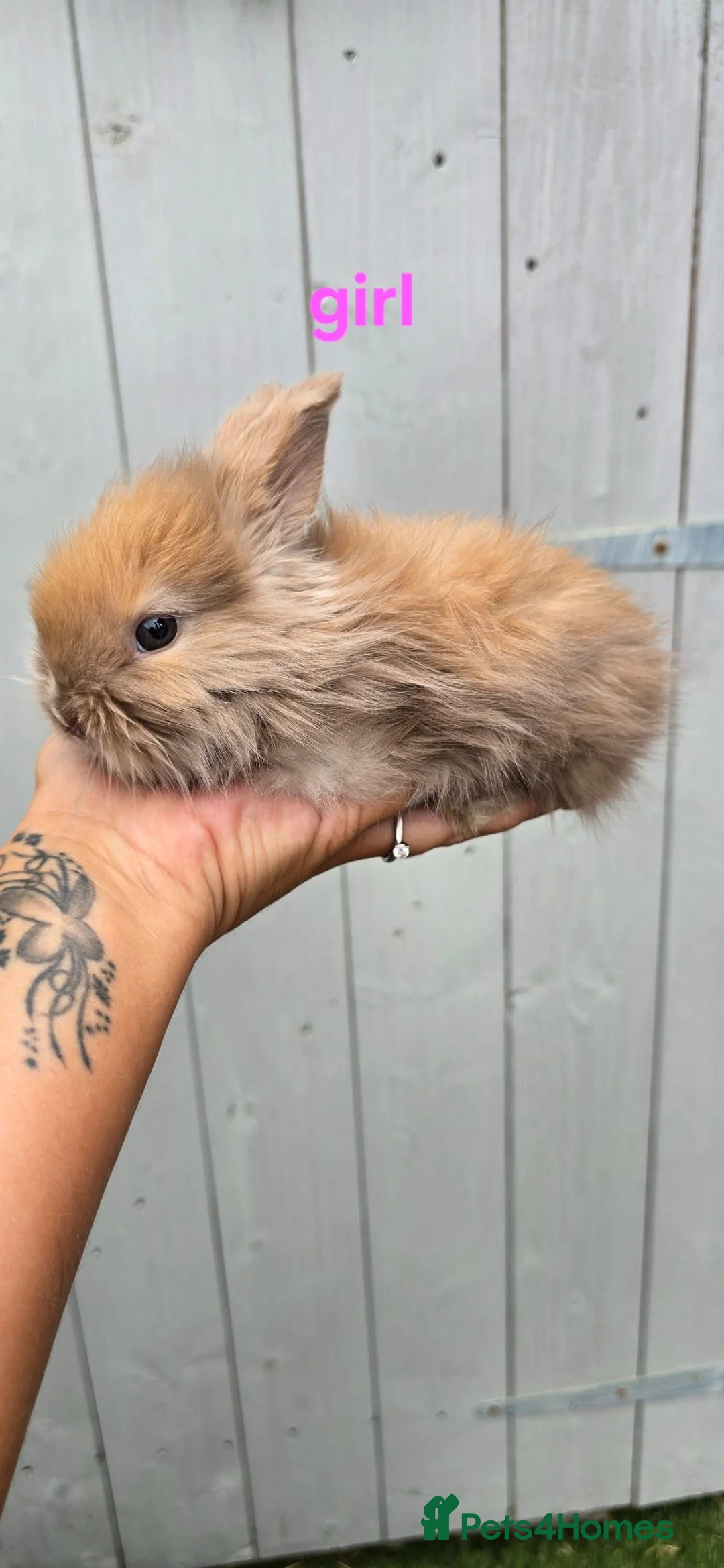 Angora rabbits for sale: English angora babies - Advert 2