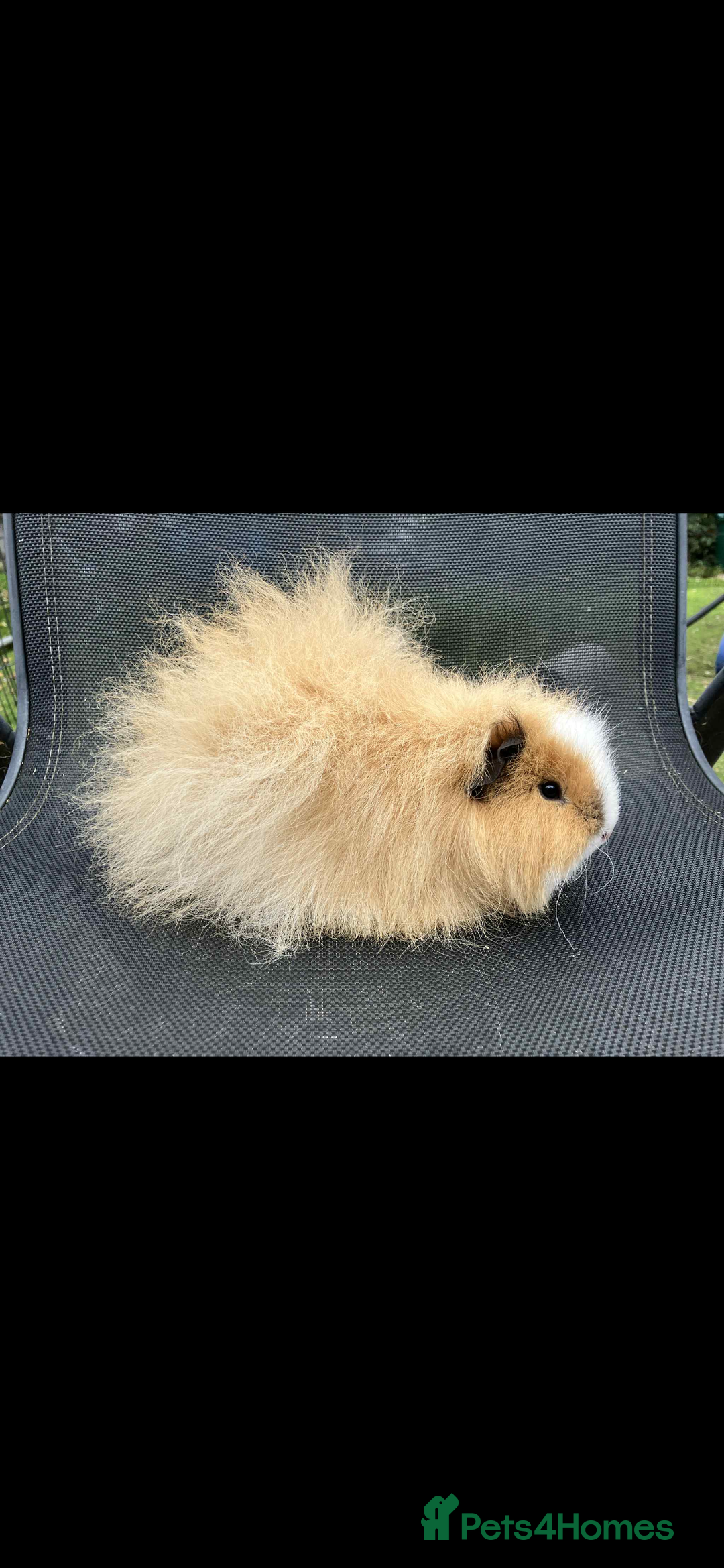 Guinea Pig rodents for sale: Swiss & texel GP  - Advert 8