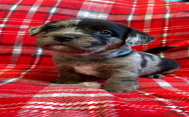 American Bully dogs - Advert 9