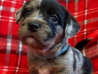 American Bully dogs ❤️❤️ RARE FLUFFY MICRO BULLIES ❤️❤️ - Advert 14