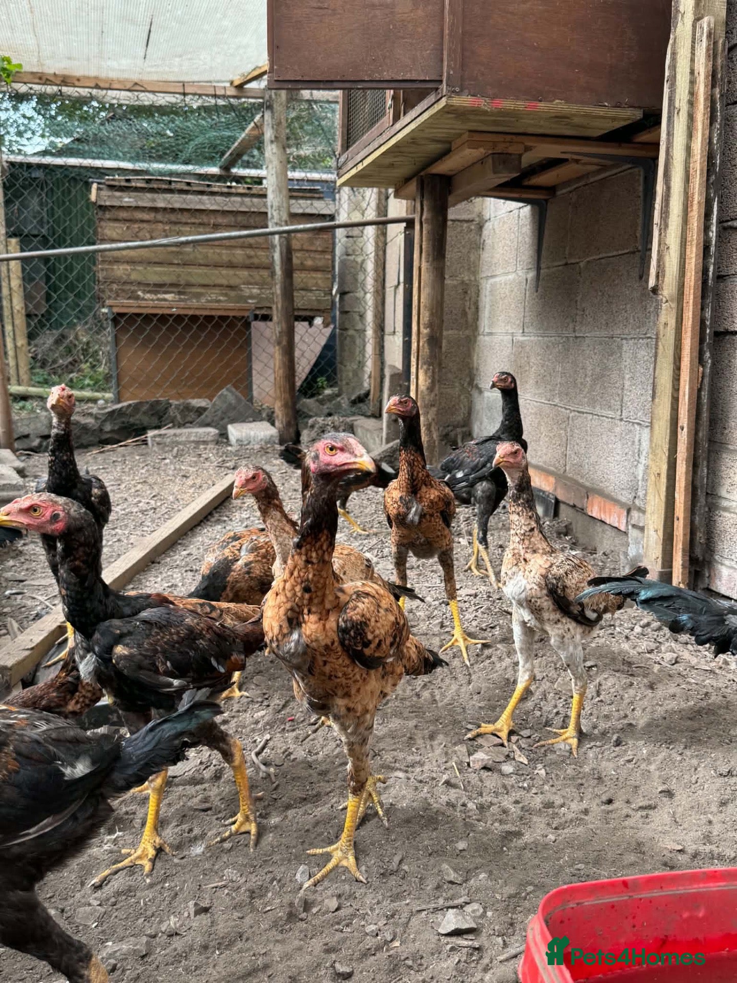 Chickens poultry O-Shamo Hens and Cockerels - Advert 1