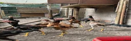 Chickens poultry for sale: O-Shamo Hens and Cockerels in Bridgwater - Advert 1