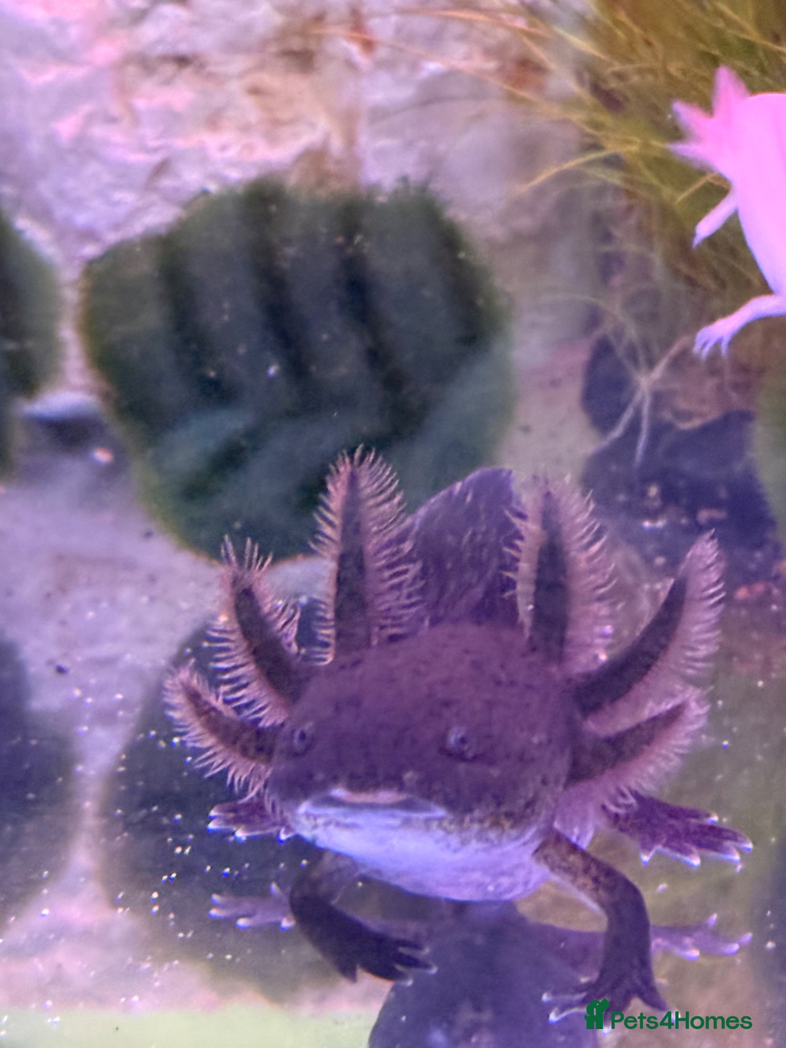 Axolotl reptiles Axolotl Babies for Sale – Healthy, Home Bred - Advert 2