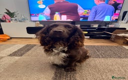 Sprocker dogs for sale: Spyro the Sprocker - Image 1