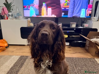 Sprocker dogs - Advert 3