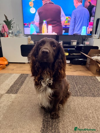 Sprocker dogs - Advert 1