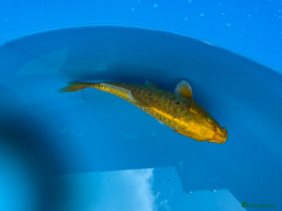 Koi Carp fish for sale: Koi carp - Advert 2