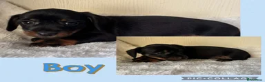 Jackshund 1
