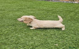 Miniature Dachshund dogs for sale: KC Long Haired Cream Carriers Miniature Dachshunds - Image 7