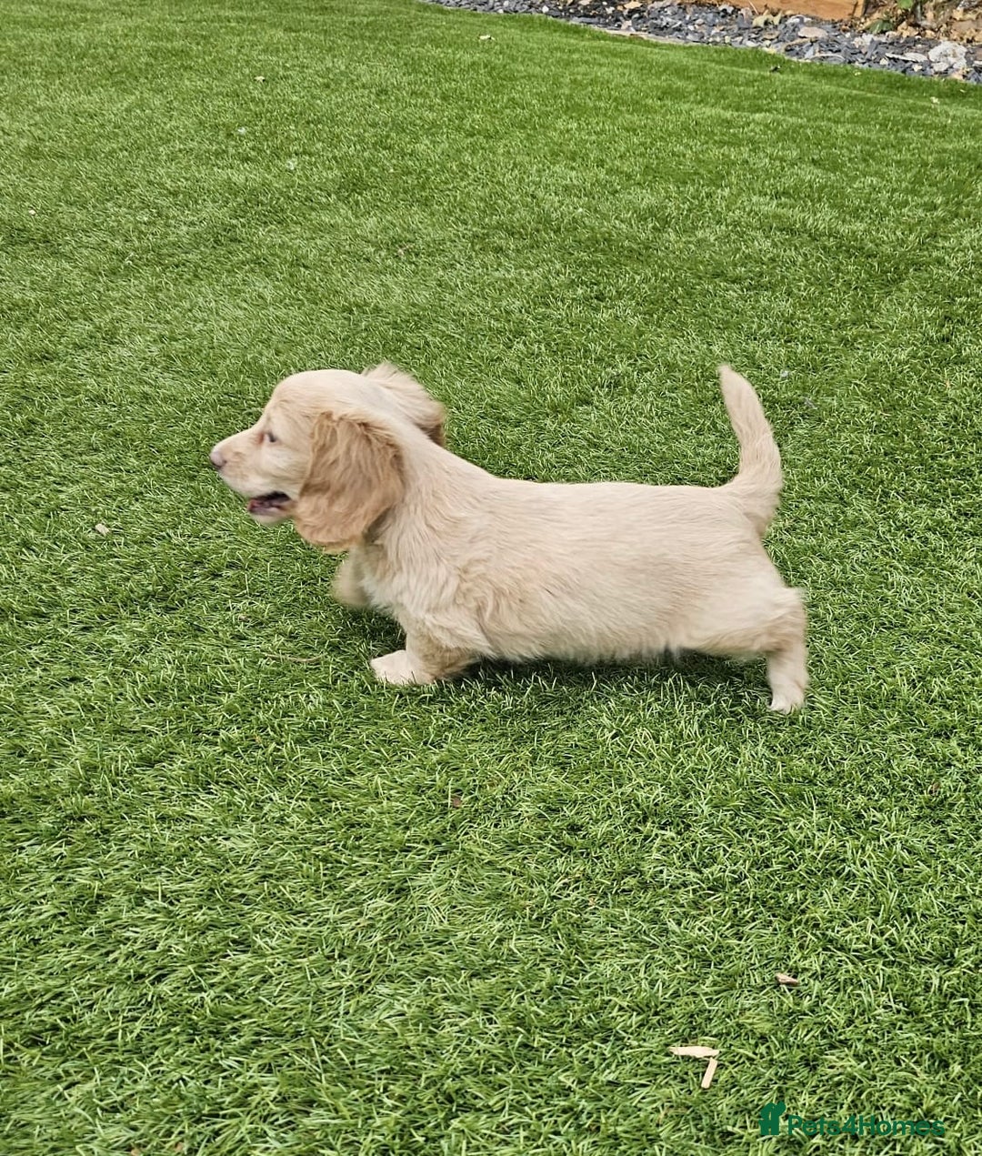 Miniature Dachshund dogs for sale: KC Long Haired Cream Carriers Miniature Dachshunds - Image 7
