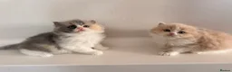 British Shorthair cats for sale: British Shorthair & Longhair Kittens GCCF Reg - Advert 11