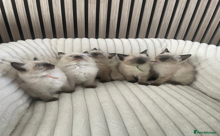 Ragdoll cats - Advert 2