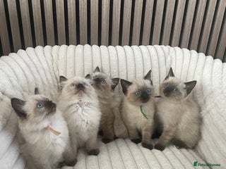 Ragdoll cats - Advert 9