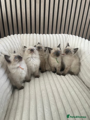 Ragdoll cats - Advert 12