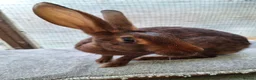 Belgian Hares rabbits for sale: Young Belgian Hare Doe for sale  - Advert 3