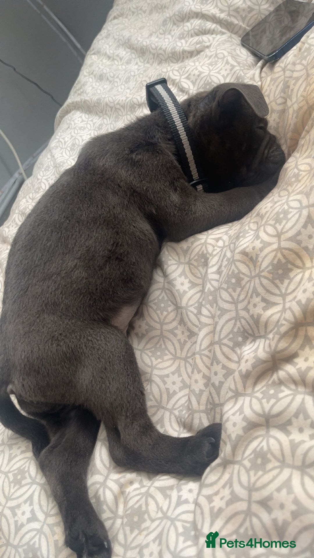 Mixed Breed dogs for sale: 10 week old pug/English bulldog  - Image 2