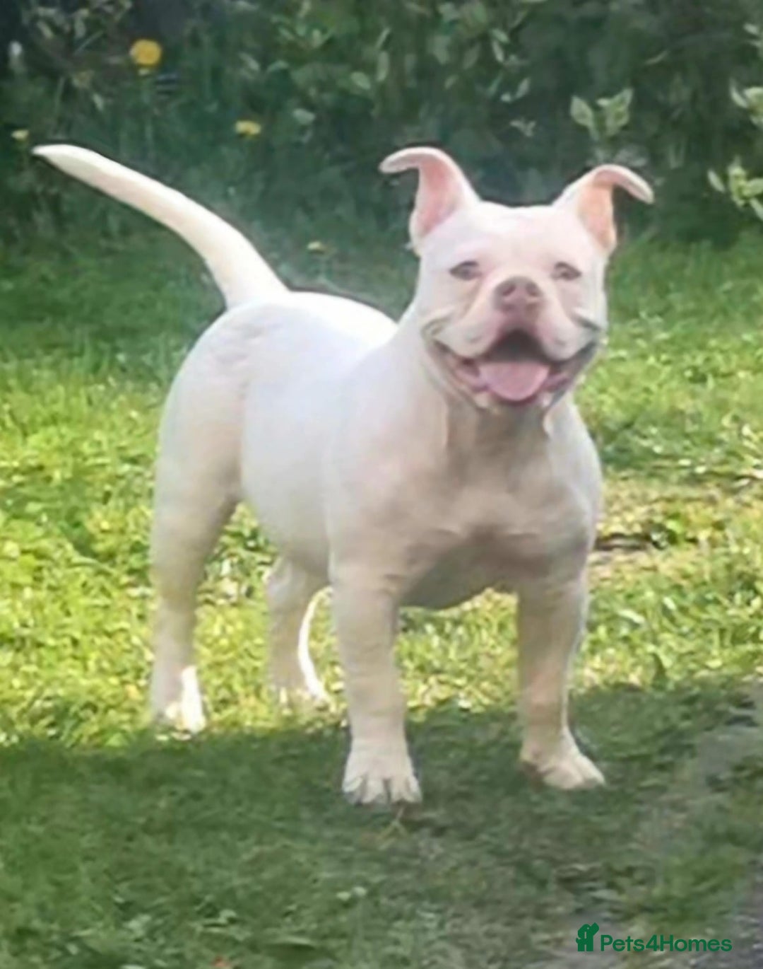 American Bully dogs for sale: For sale  - Advert 1