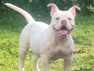 American Bully dogs For sale - Advert 1