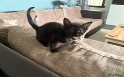 Serengeti cats for sale: Handsome tica reg black smoke male  - Image 14