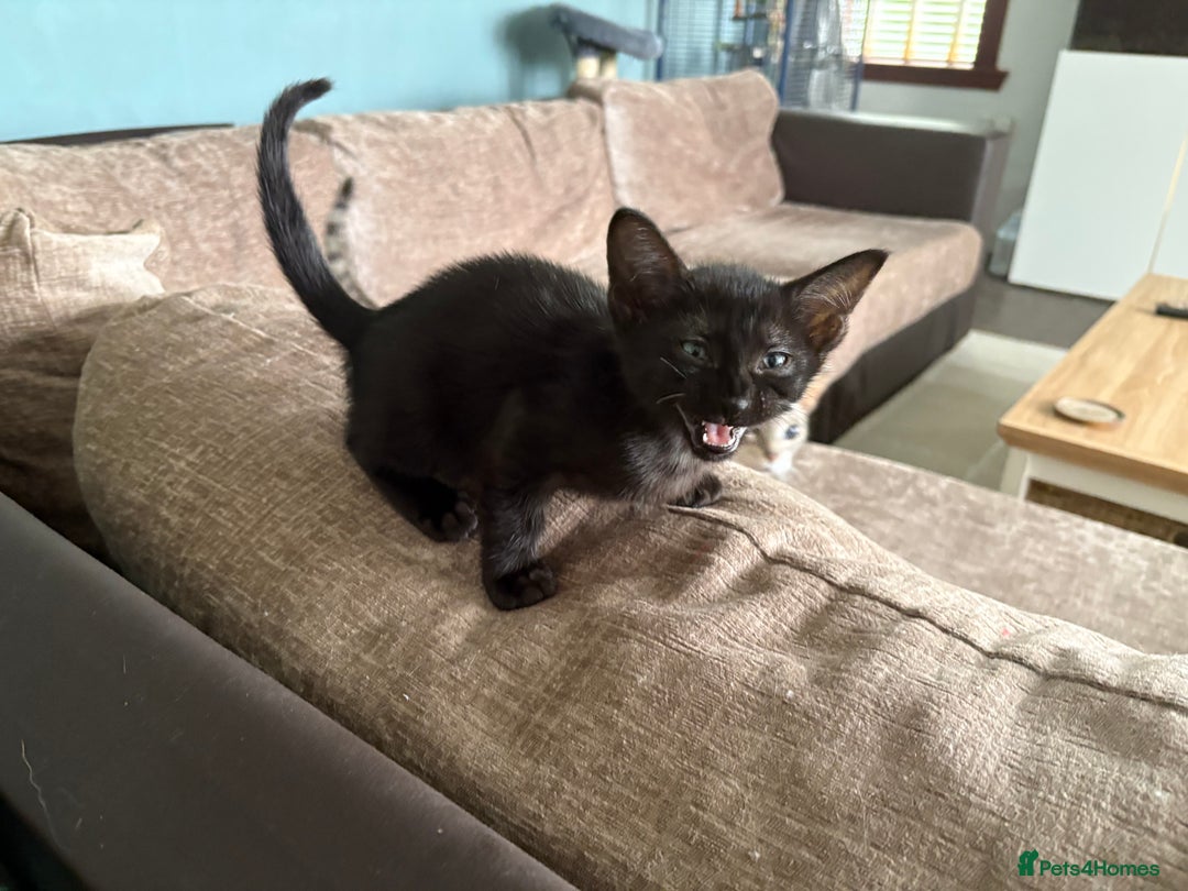 Serengeti cats for sale: Handsome tica reg black smoke male  - Image 14