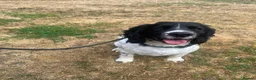 English Springer Spaniel dogs for sale: SNOOPY looking for his forwever in Neston - Advert 3