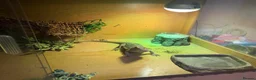 Bearded Dragon reptiles for sale: 4-Year-Old Bearded Dragon + 4ft Vivarium & Setup in Crowborough - Advert 2