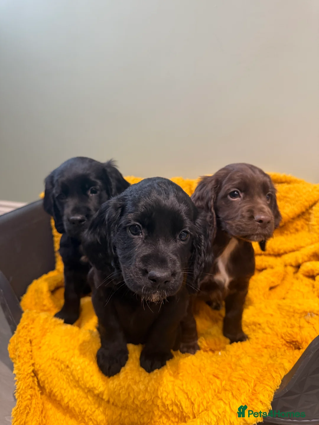 Sprocker dogs for sale: Stunning Sprocker puppies Cocker/Springer  - Advert 6