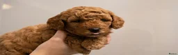Cavapoo dogs for sale: Red cavapoo puppies in Birmingham - Advert 8